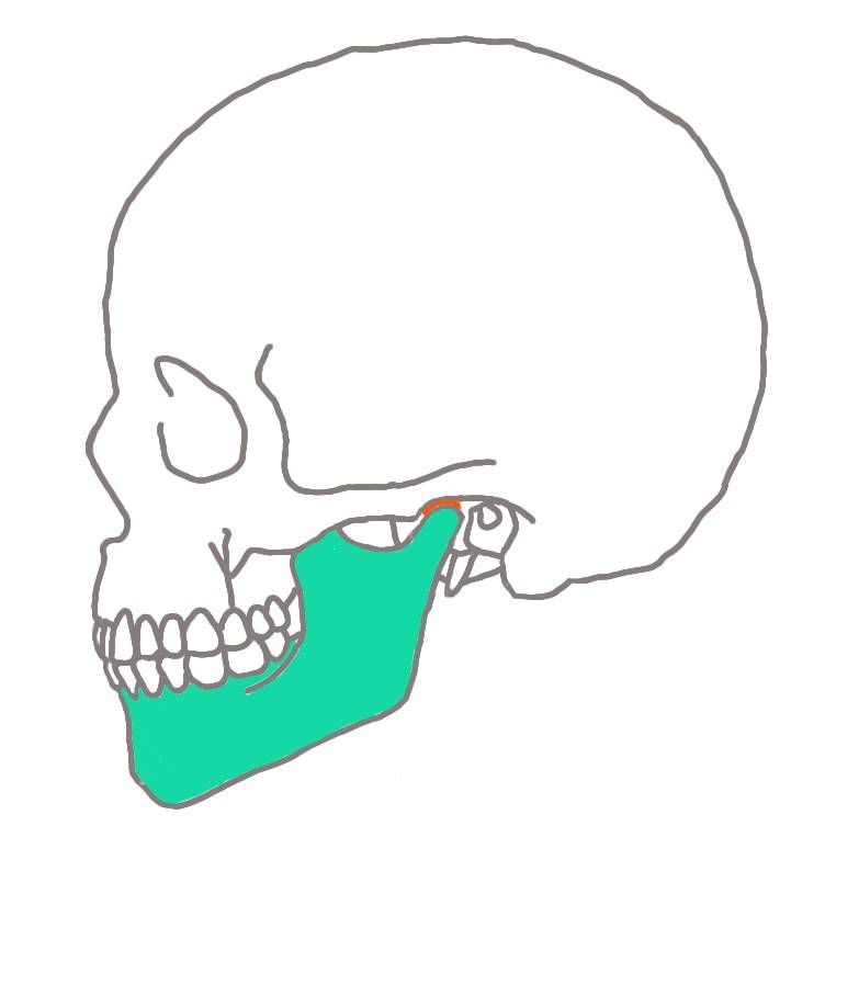 顎関節